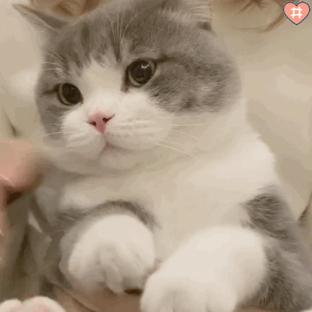 猫咪绝育有什么坏处和好处吗,拉布拉多公犬做绝育的好处和坏处