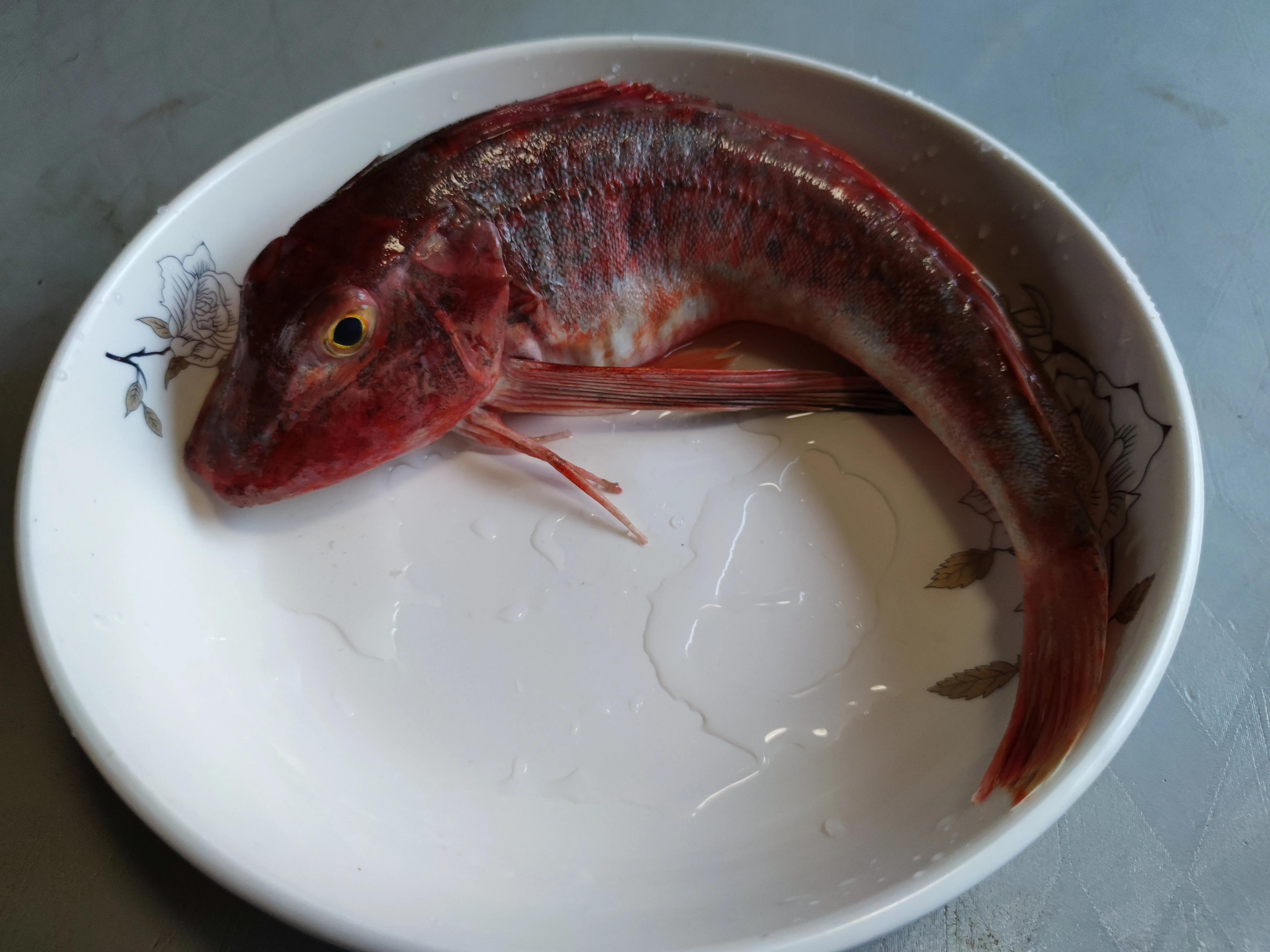 这个季节野生的海鱼有哪些,现在季节吃的海鱼有什么品种