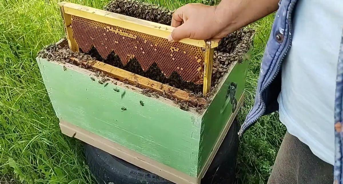 不耽误繁殖的育王方法,养蜂不会育王更换新王怎么办