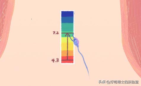 精子进入人体1小时变化,精子进入人体24小时变化