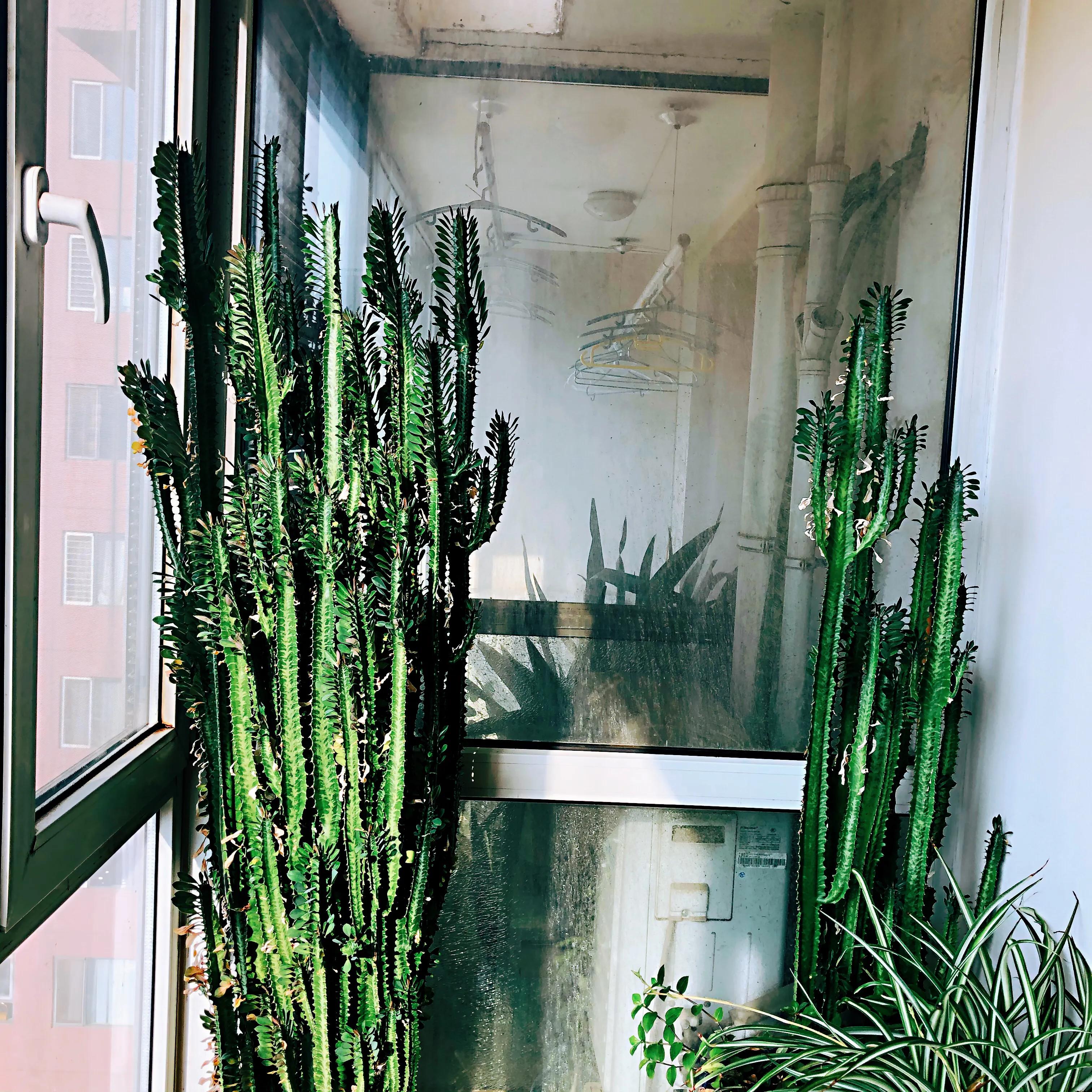 家里养什么花儿好养活,家里养的花儿图片