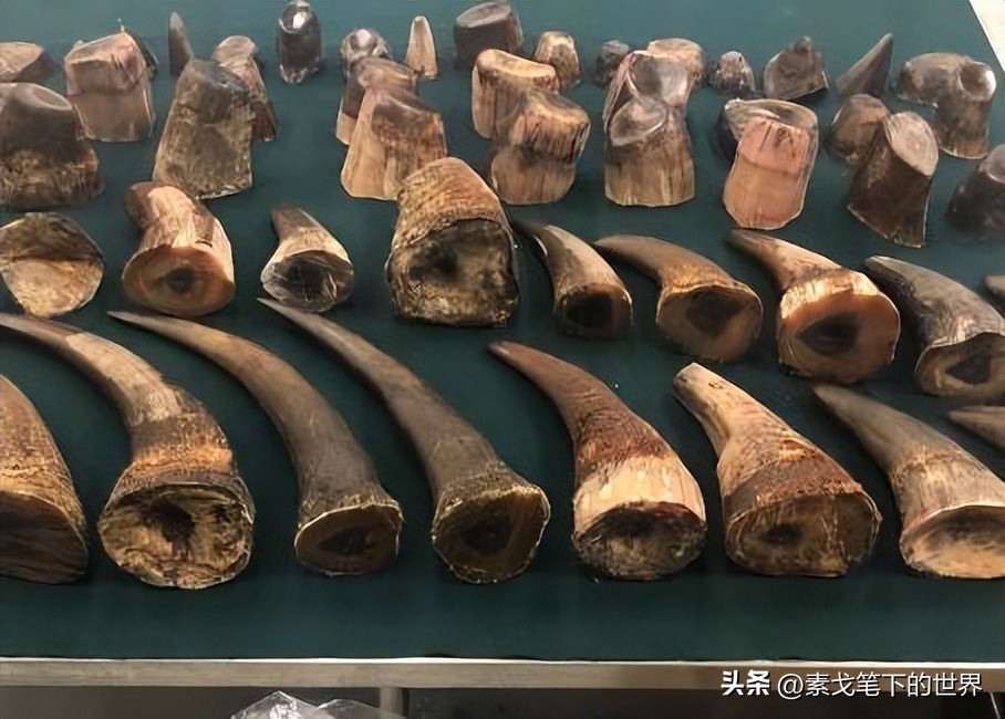 收入水平影响犀牛角消费偏好:野生与半野生犀牛角更受青睐