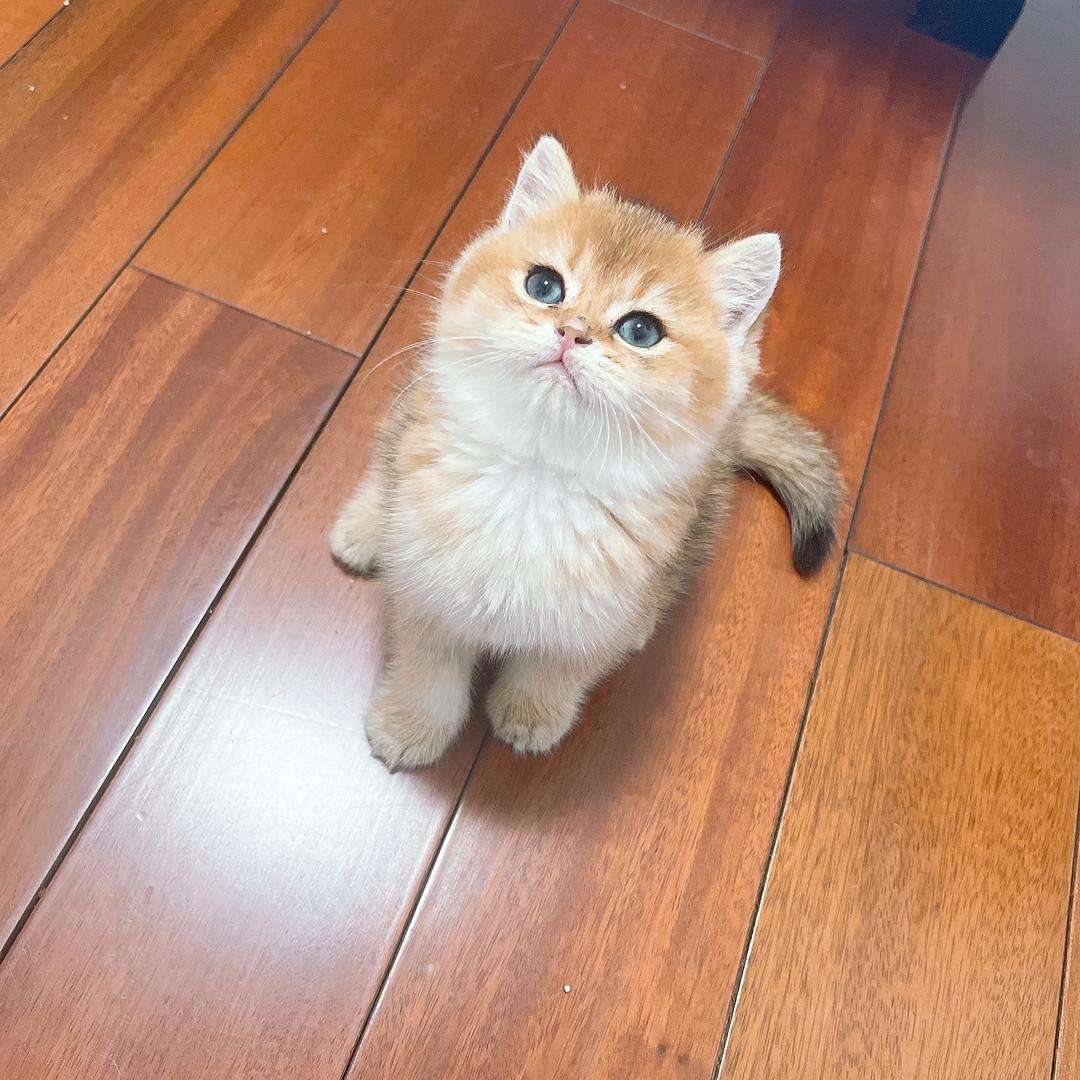 金渐层和布偶猫哪个好,布偶猫和金渐层杂交出来的猫