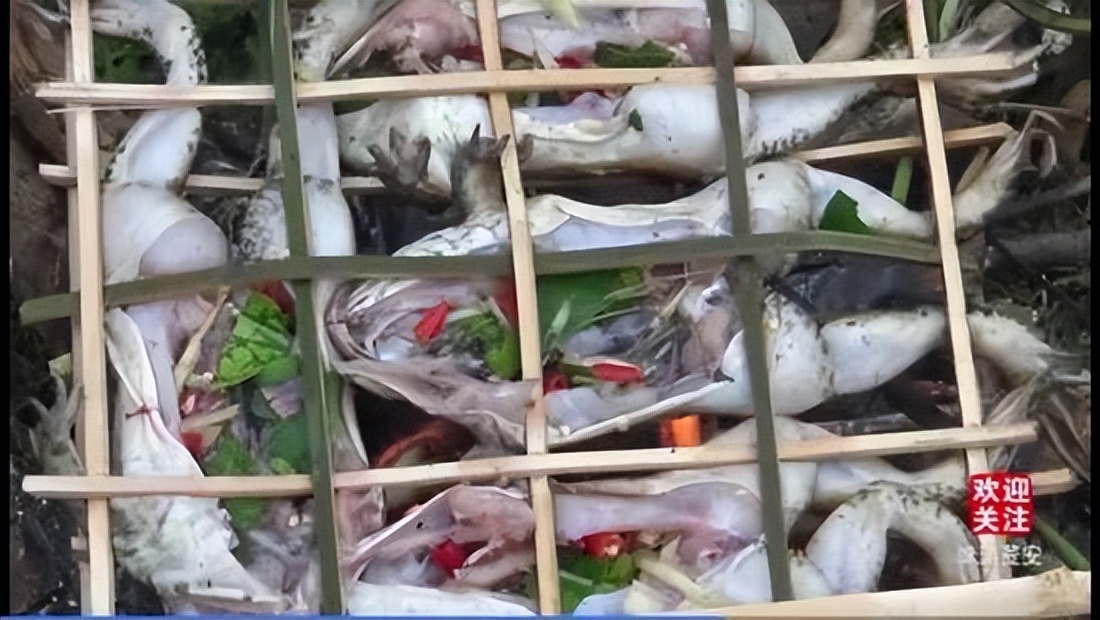 真正的丛林美食有哪些,硬核知识大全100个