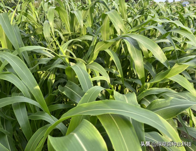 墨西哥玉米草收割时要注意什么,墨西哥玉米用机器收割会压坏苗吗