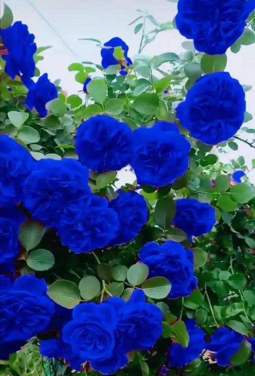 蓝色妖姬代表什么,蓝色妖姬于荣光版