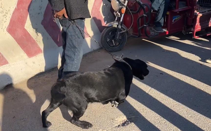 拉布拉多被卖入狗肉车的视频,拉布拉多被卖狗市