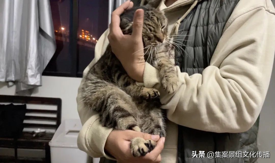 找到那只猫 (睡不着的坏猫)