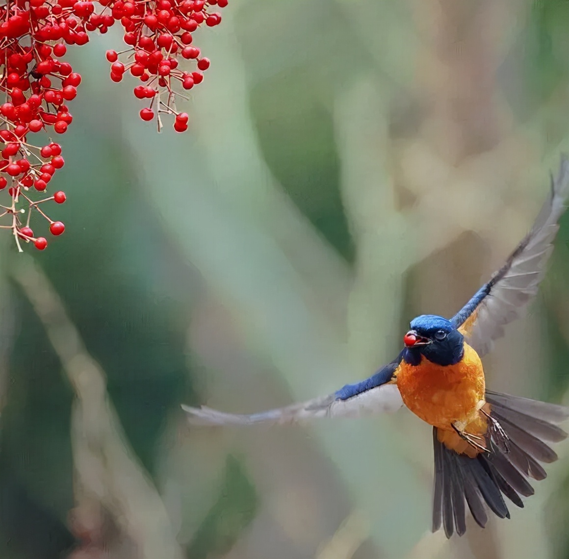 羽色最绚丽的鸟图片,鸟类雨后飞翔照片