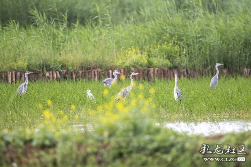 云南昆明生态旅游,昆明官渡区生态文化新城