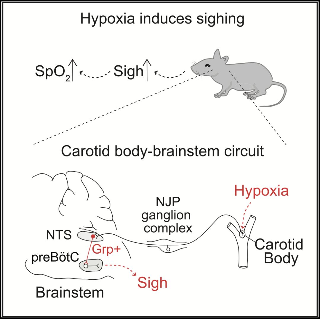 Cell子刊：缺氧怎么办？“颈动脉体--脑干轴”可以发挥作用