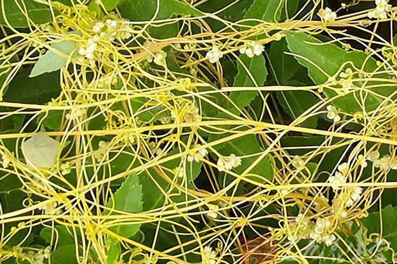 又怕冷又怕热阴阳两虚气虚怎么办,怕冷怕热阴阳两虚怎么补