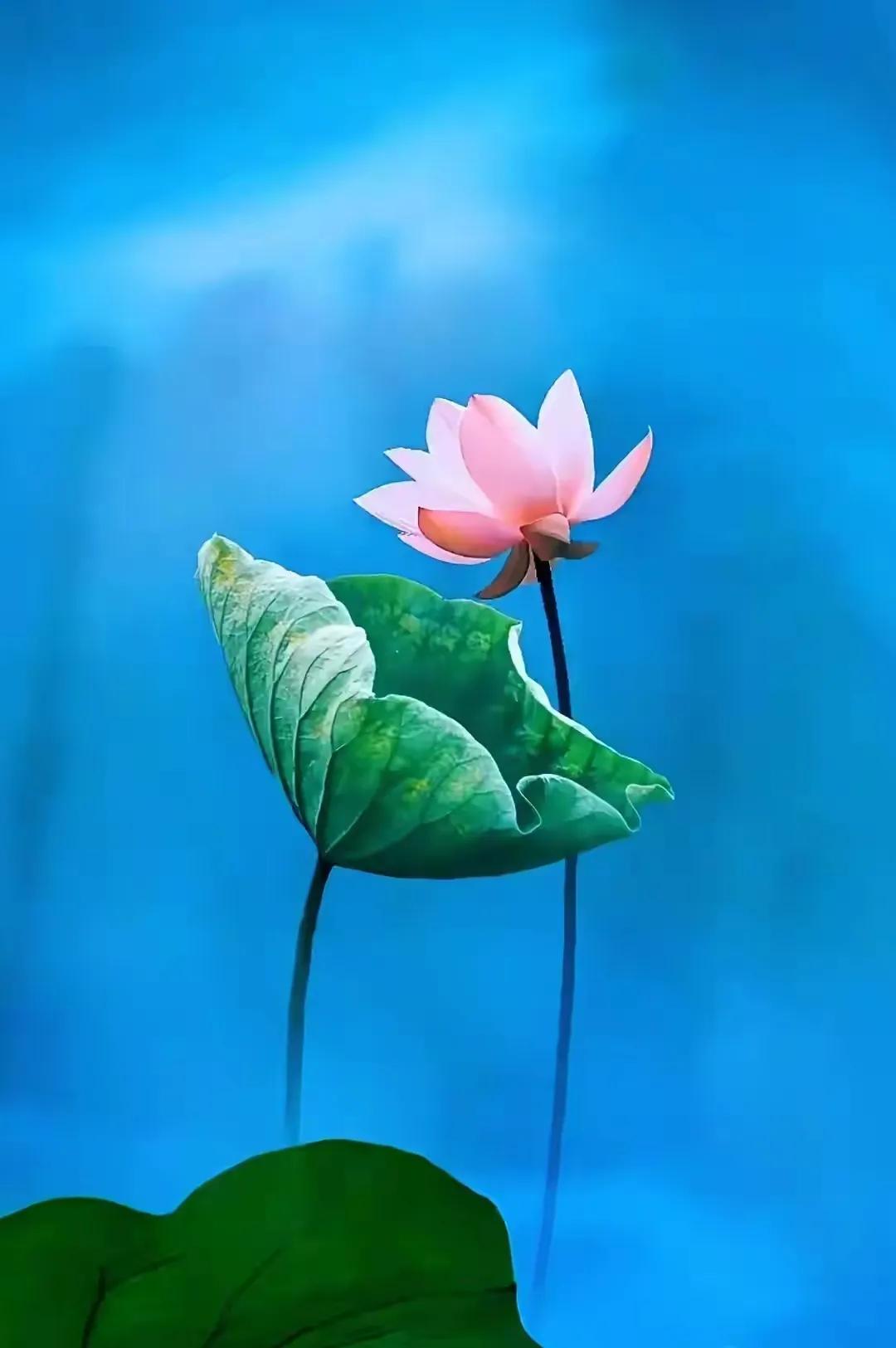 咏荷诗大全100首,十首绝美的咏荷古诗文库