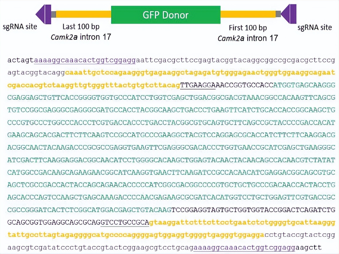 crispr蛋白质,crispr最新成果