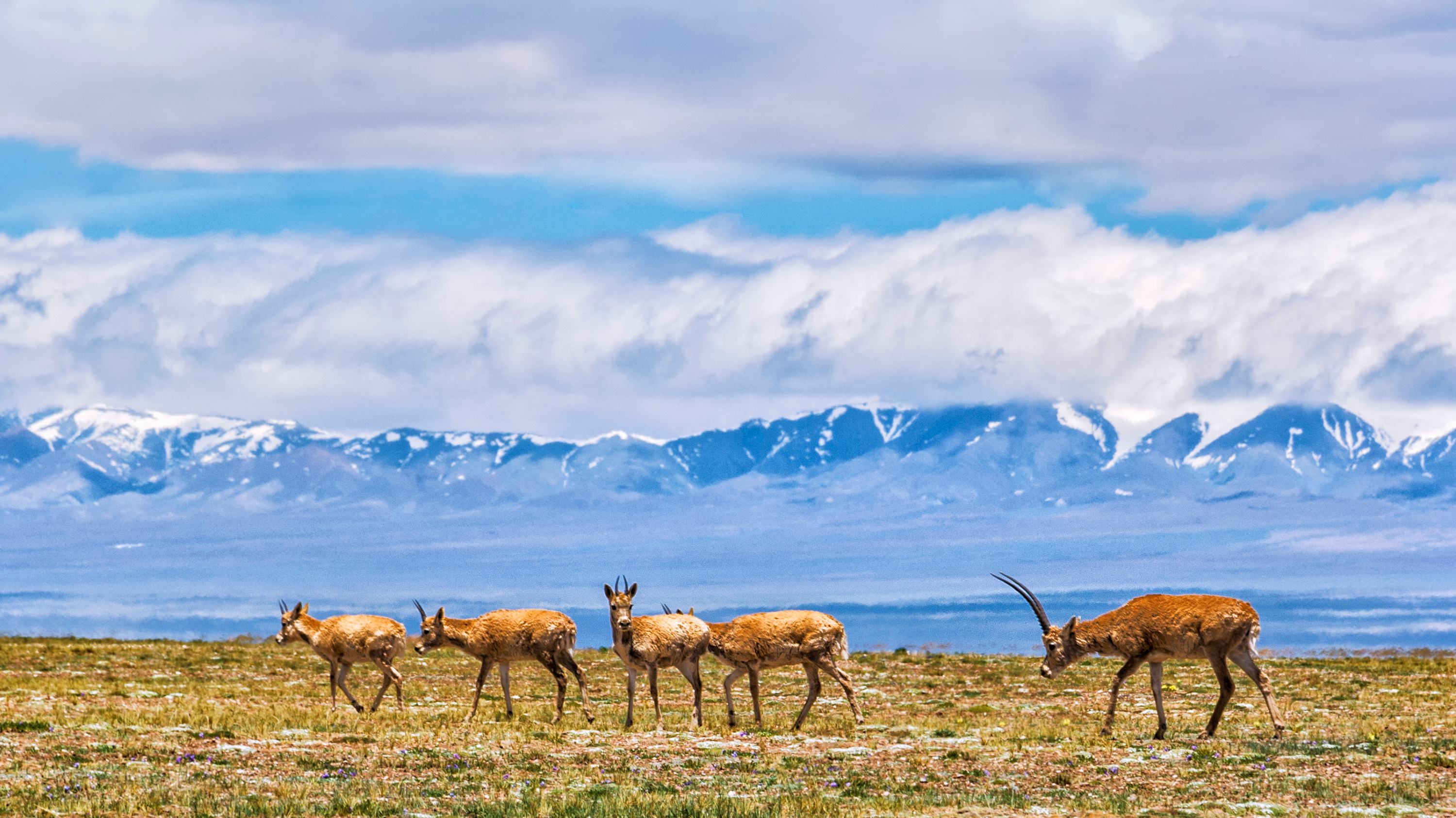 川进青出西藏自驾游详细路书,川进青出经典自驾大环线