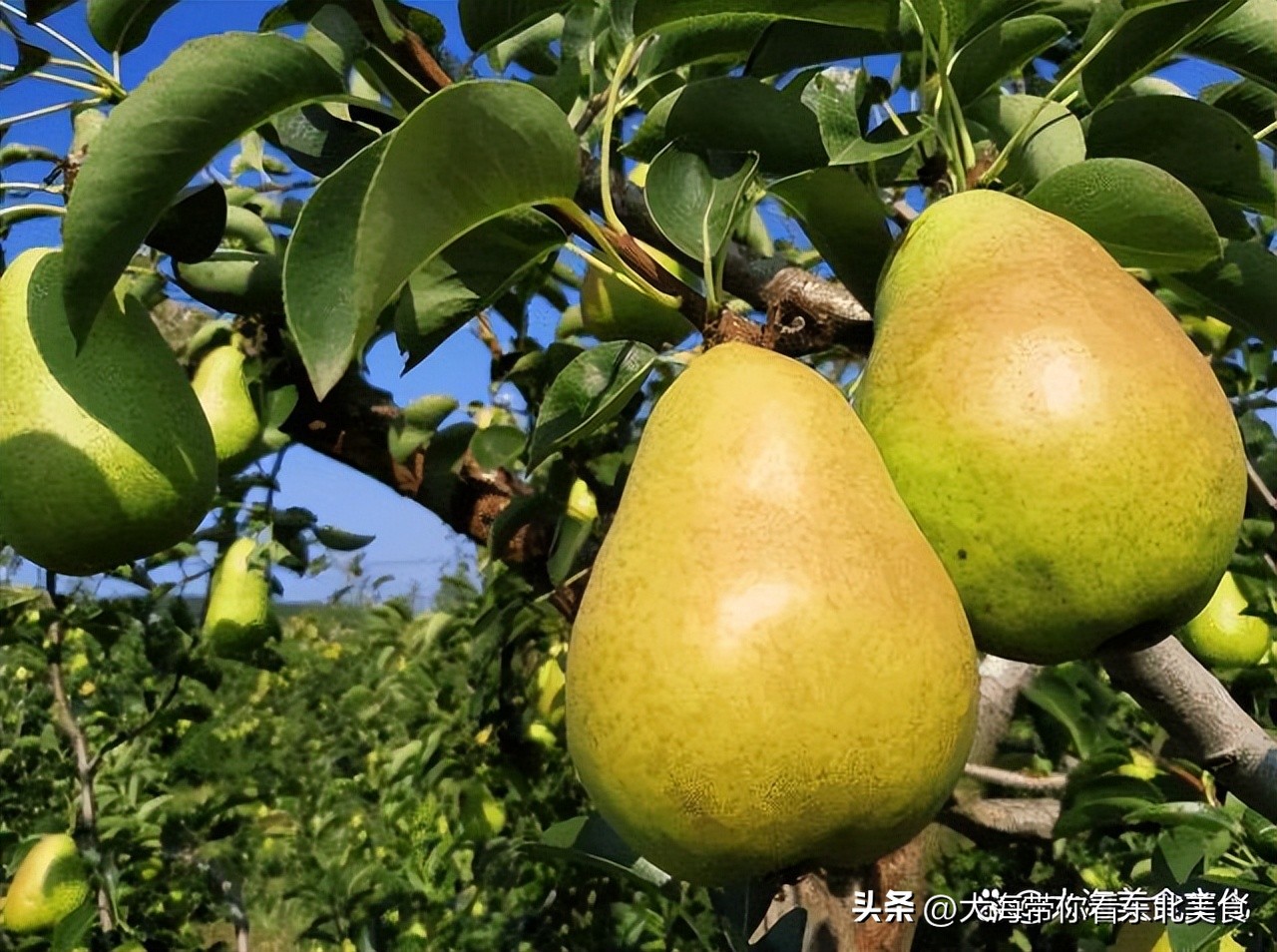 大连有什么好吃的水果,旅顺十大好吃的