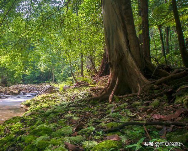 有人评价傅菲的散文语言,散文傅菲成年礼阅读答案