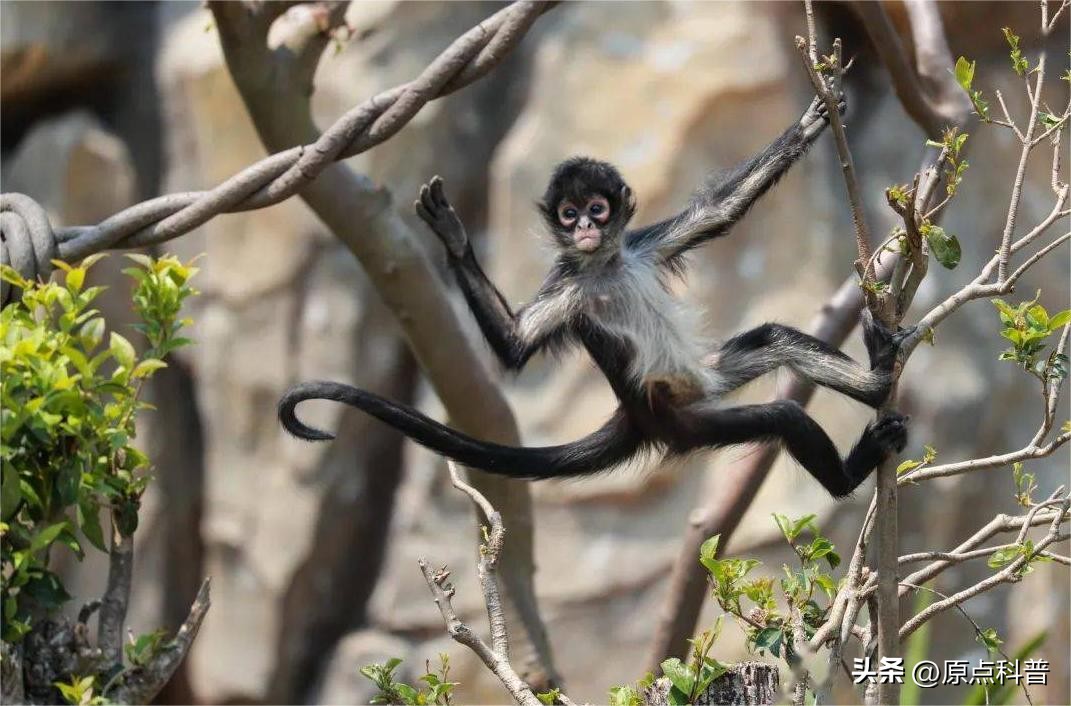 金丝猴是世界上最美猴子吗,世界上最濒危的猴子是什么猴