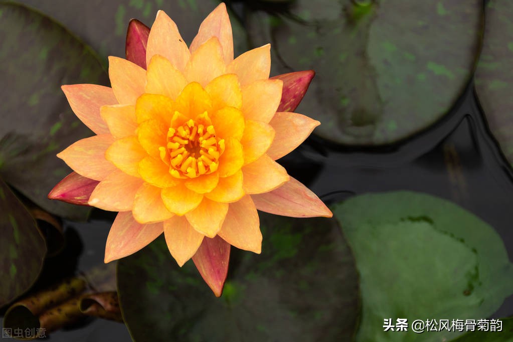 花儿朵朵开，香艳惹人爱，闻香觅花来，弄花香满衣