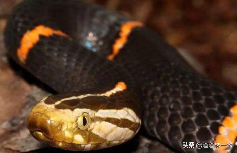 剧毒蝰蛇,毒性最强的蝰蛇