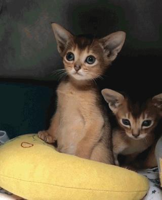 为什么老人都说家里不能养两只猫,十大不适合家养的猫