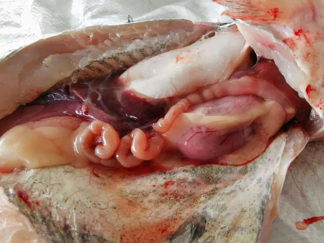 春季鱼瘟怎么处理,开春鱼瘟怎么预防效果好