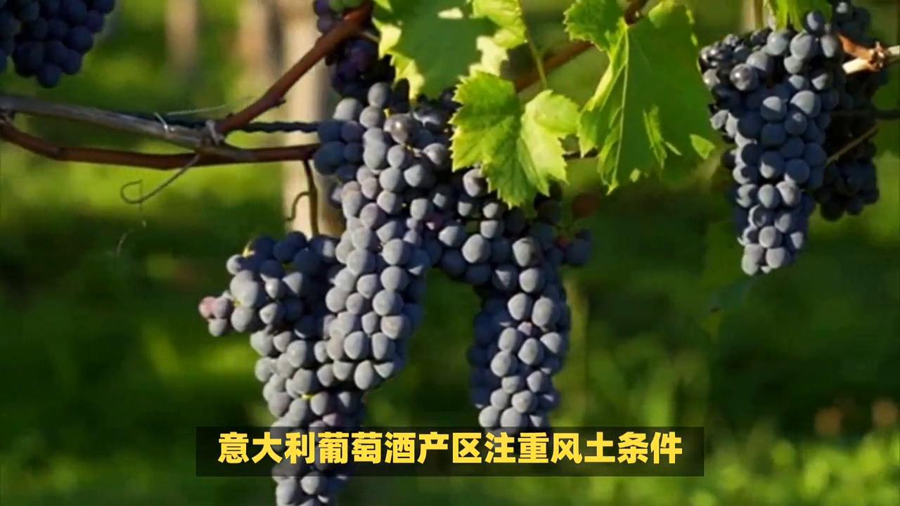 意大利葡萄酒种类识别现状,意大利葡萄酒品种大全