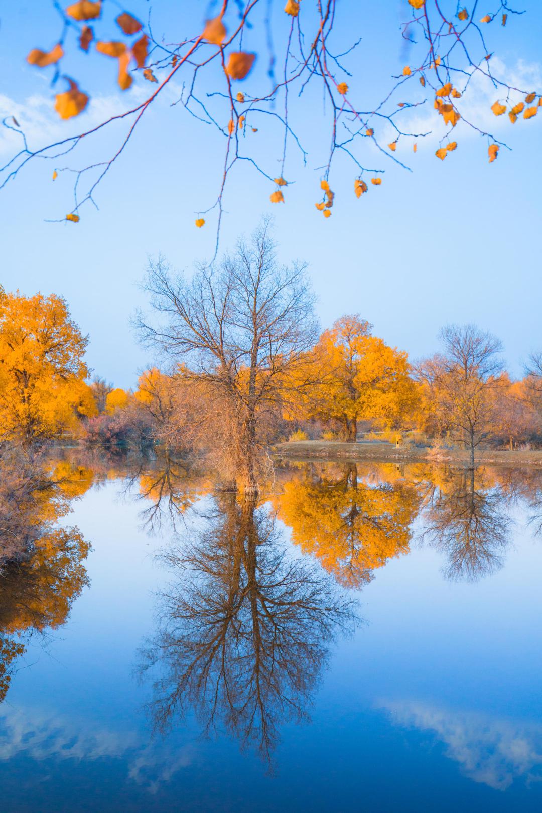 全世界仅存三处！一年只美21天！这场“黄金盛宴”，只因它而起