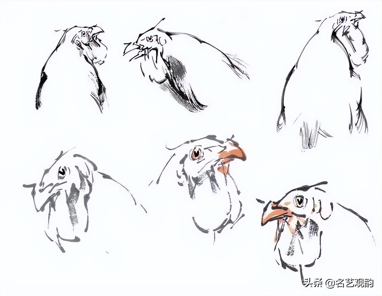 十二生肖鸡画法步骤,鸡的画法简笔画步骤