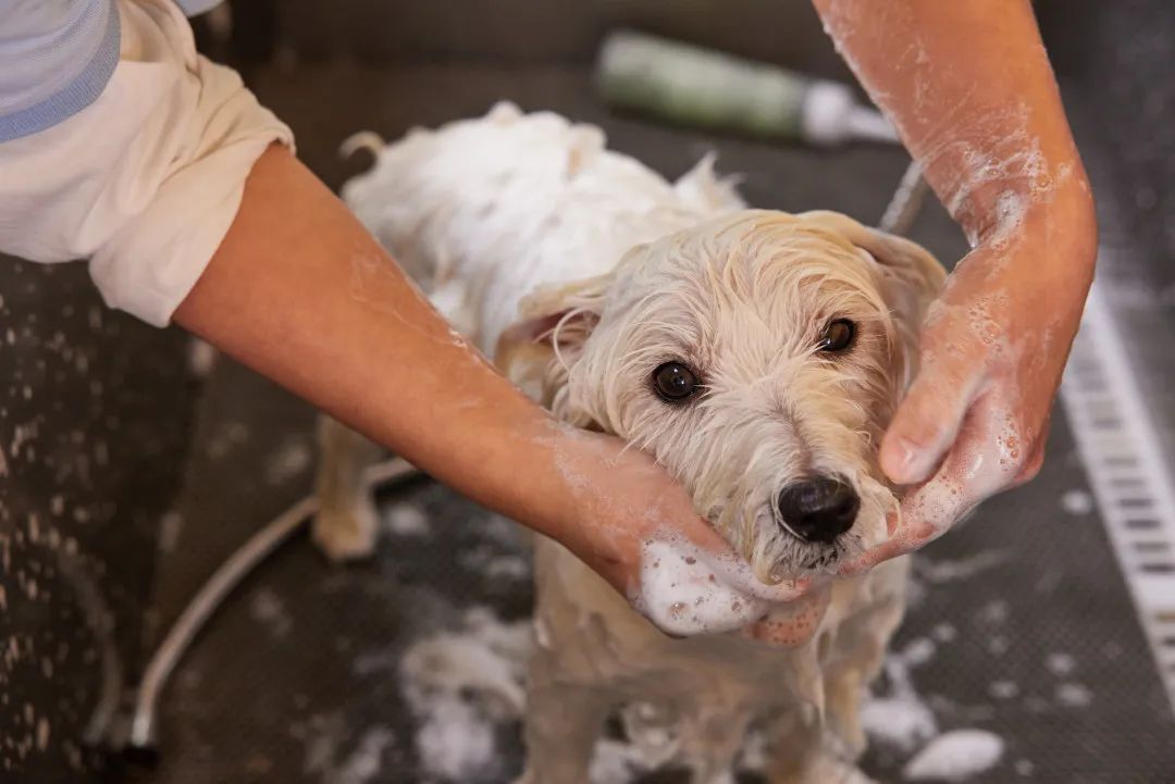 哪些人群不适合养宠物,不适合人养的十种狗