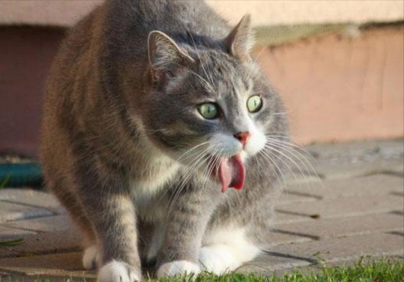 常见猫咪生病前的六种症状,猫咪新手必看的10个生病迹象