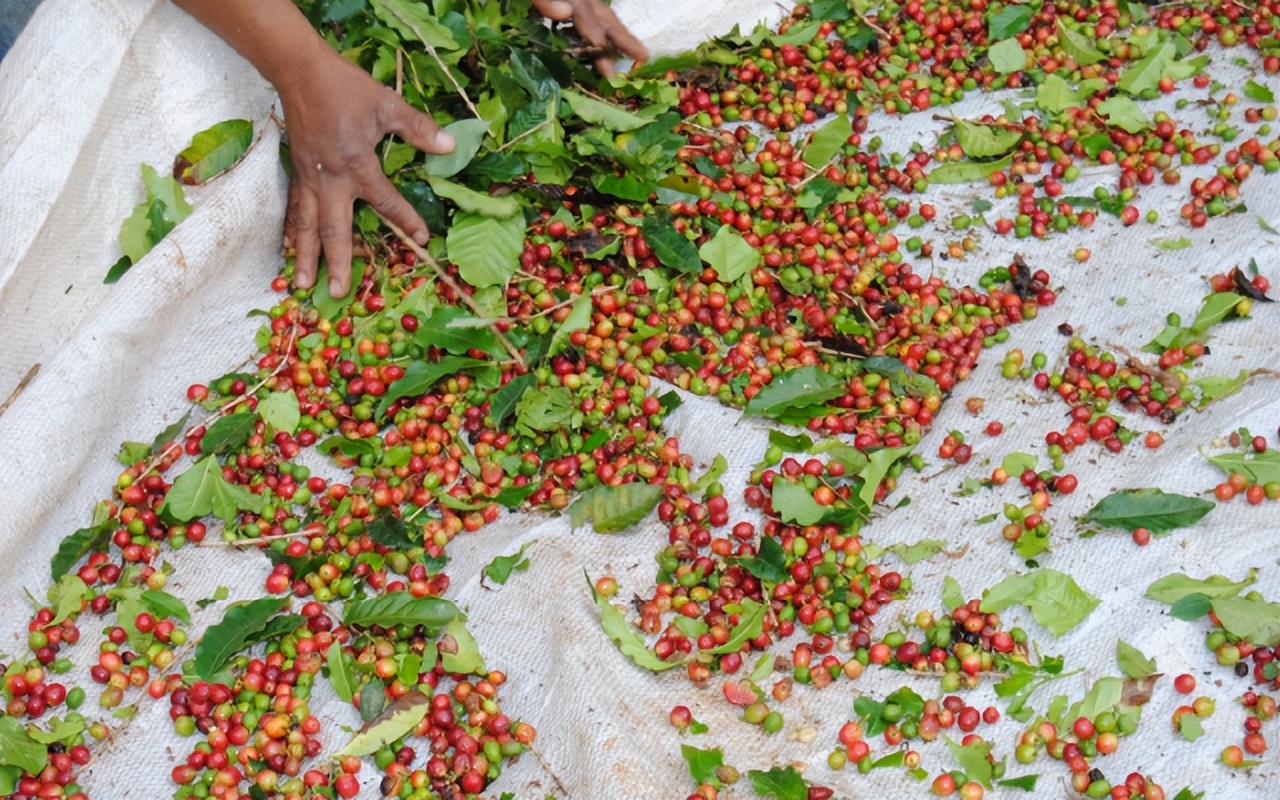 精品咖啡和低价咖啡什么区别,精品咖啡和精品咖啡有什么区别