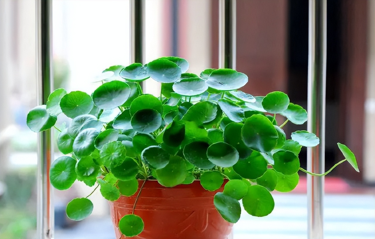 铜钱草怎么养的杆粗叶大,如何让铜钱草越长越茂盛