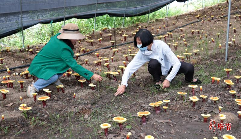 毕节：植此新绿不负青山