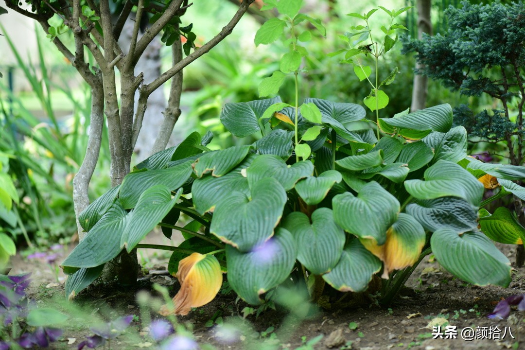 看到你的花园那么惨，我就安心了|园丁
