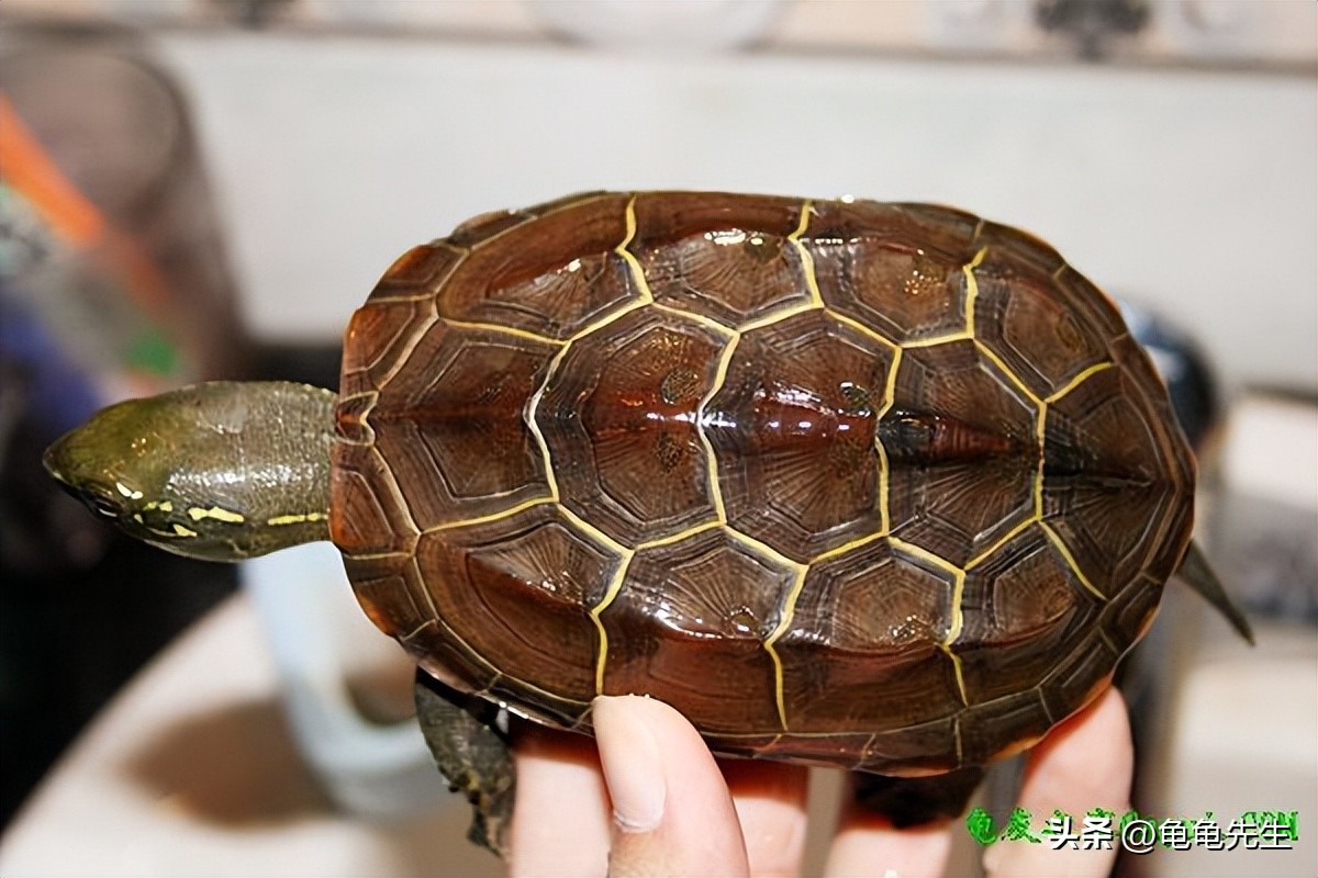 新手养龟入坑指南陆龟,新手避坑养蟹指南