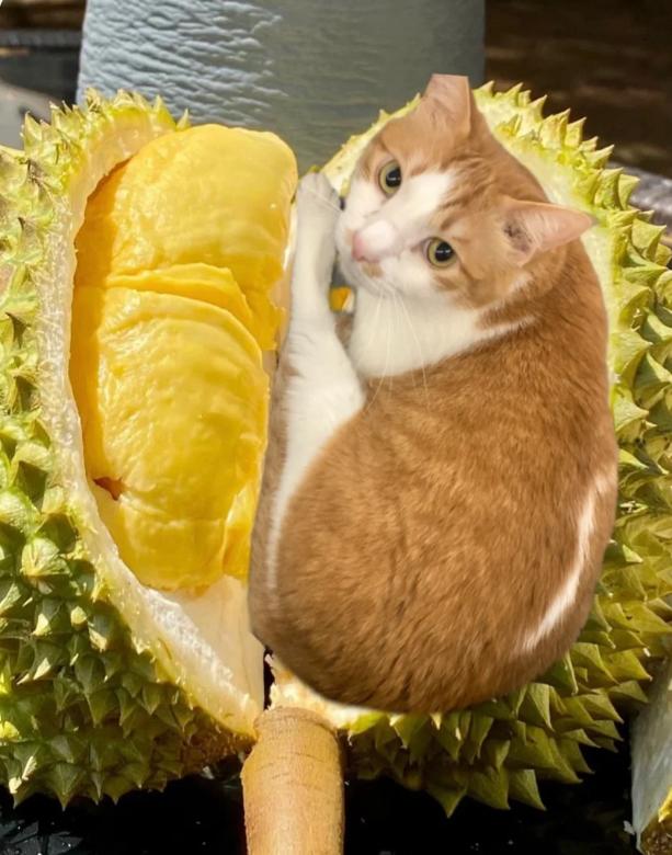 榴莲有点开口了有点长毛,榴莲靠近核的地方像长毛