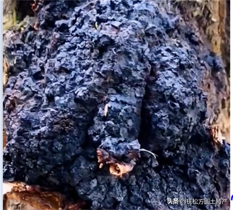 桦树茸用途,桦树茸多糖