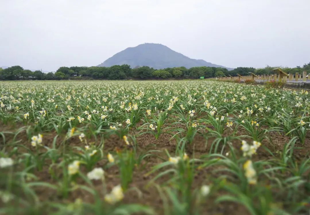 地标馆|水沉为骨玉为肌不“装蒜”的水仙花是真正的水中仙