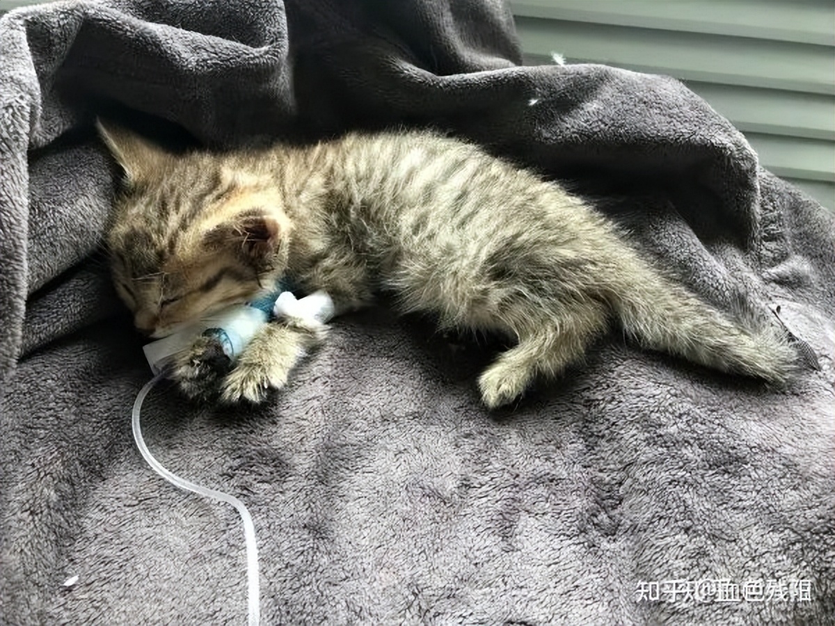 长寿猫咪,猫咪长寿