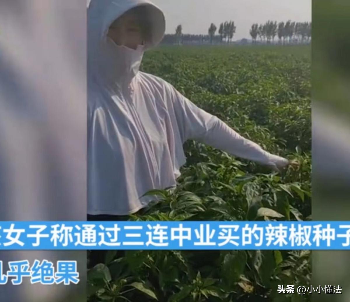 农户百亩辣椒不结果后续,农民100亩辣椒不结果