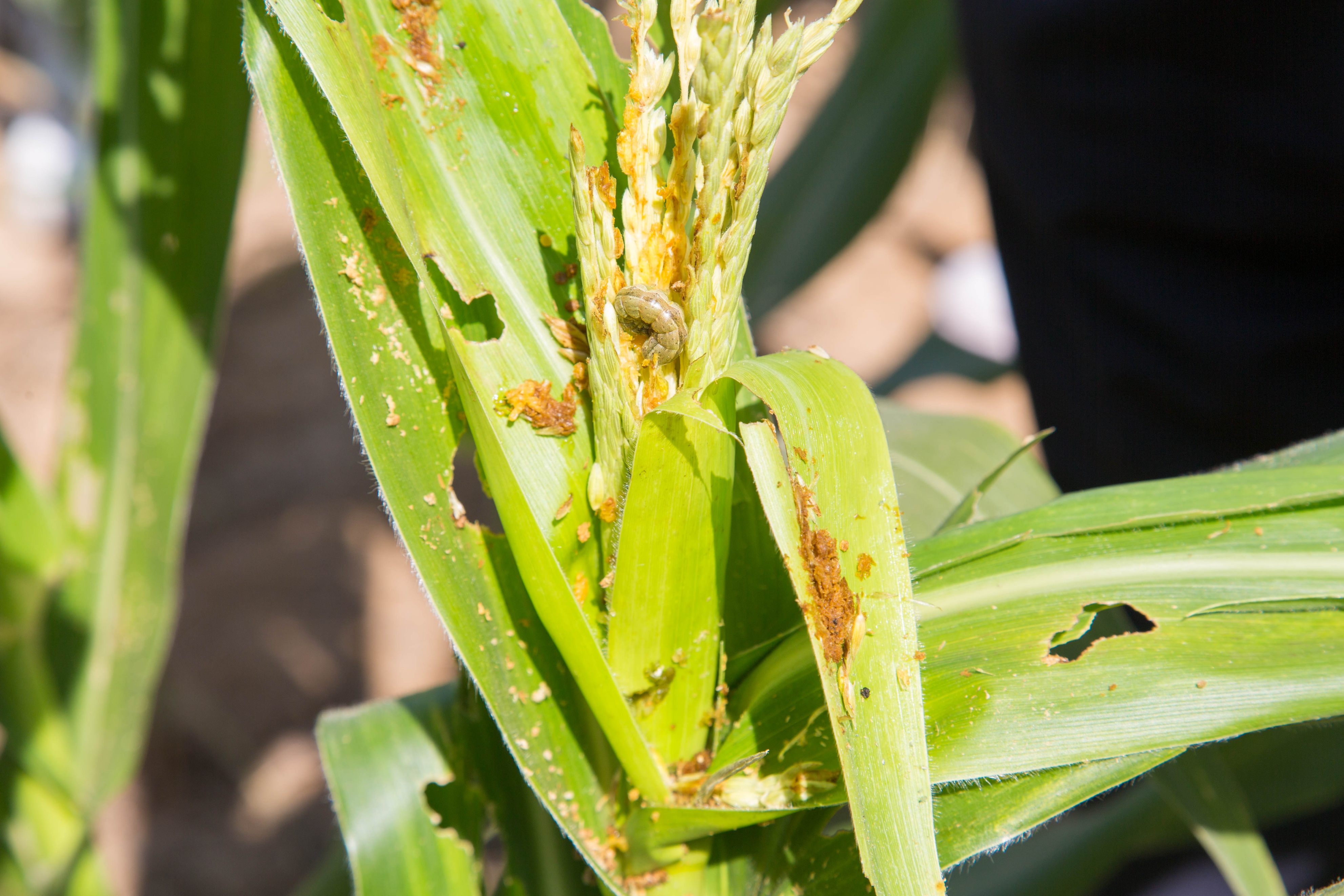 河南重大公益性科研专项防控“幺蛾子”效果显著