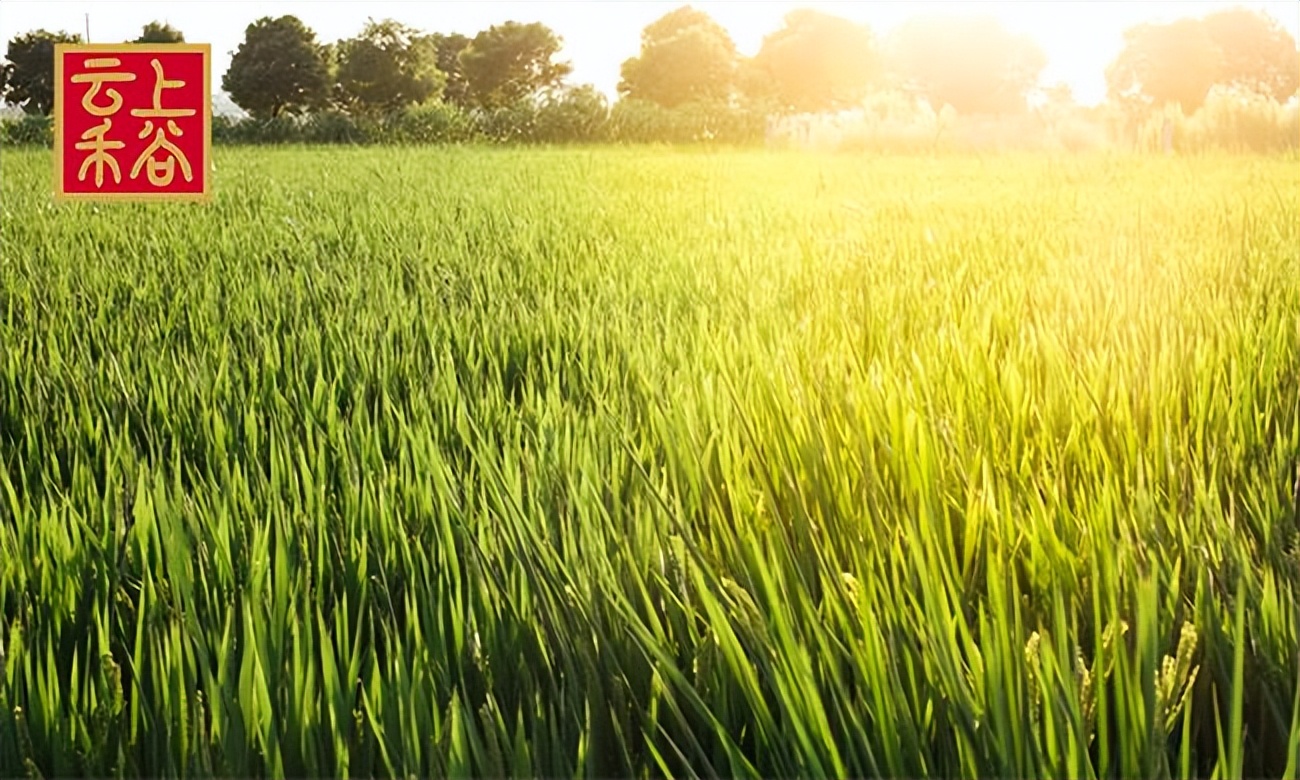 云上禾谷全国生意怎么样,云上禾谷生态粮油招商