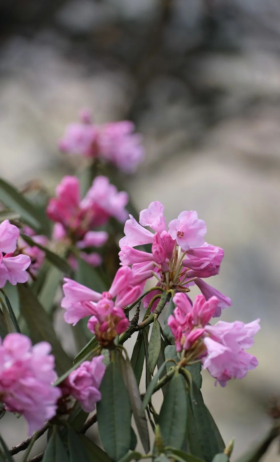 2020五一峨眉山开放的景点,五一峨眉山旅游攻略