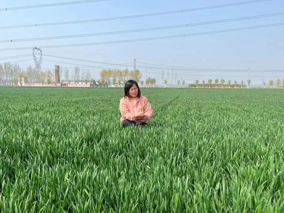 齐鲁女性杰出人物,薛丽娜泰安新农人