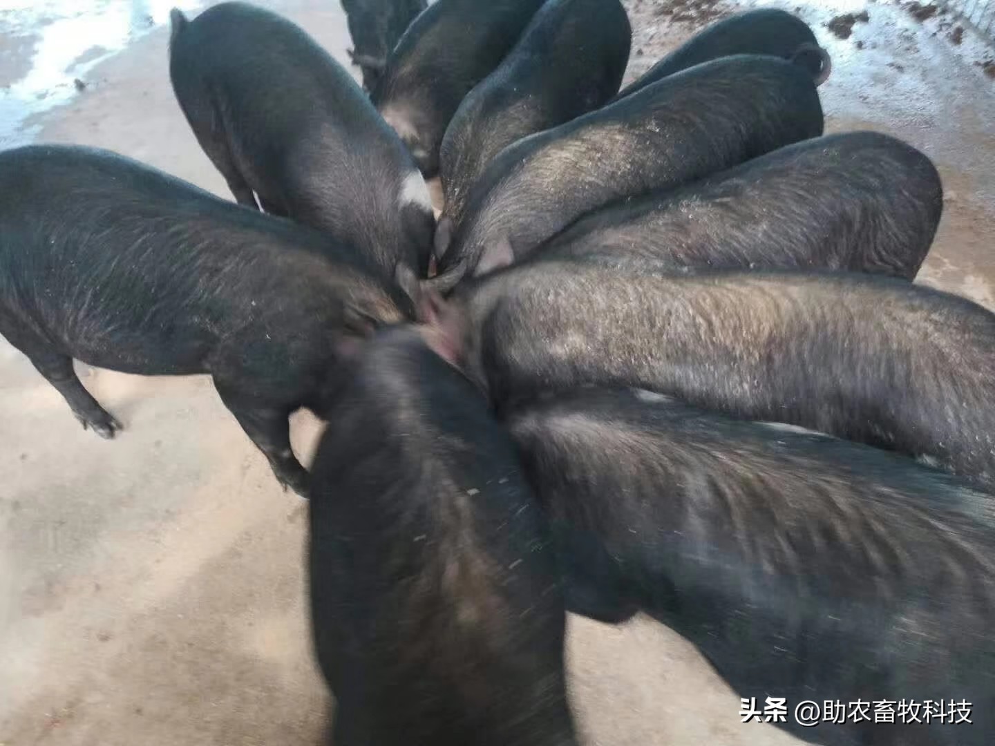 乳酸菌对猪拉稀有帮助吗,猪用乳酸菌有哪些好处