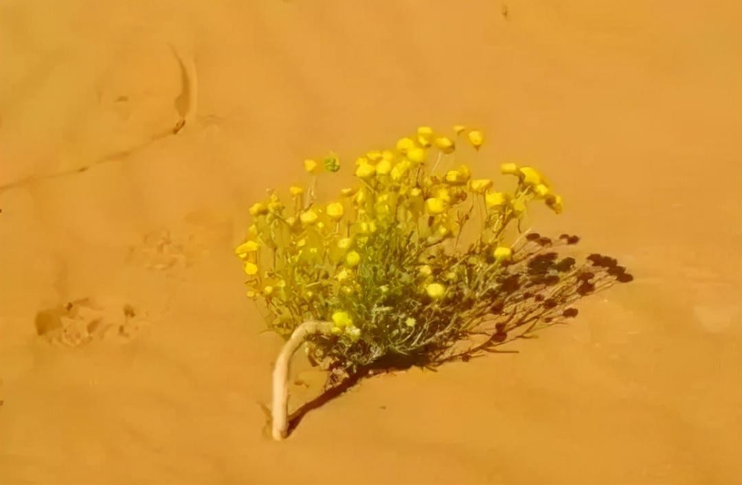 割礼比缠足更野蛮！第一位黑人超模华莉丝4岁被*暴强**，5岁惨遭割礼