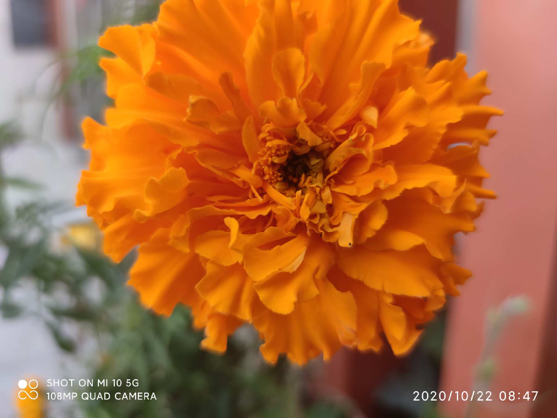 小米高端旗舰小米10上手体验,小米10至尊纪念版小白测评定制版