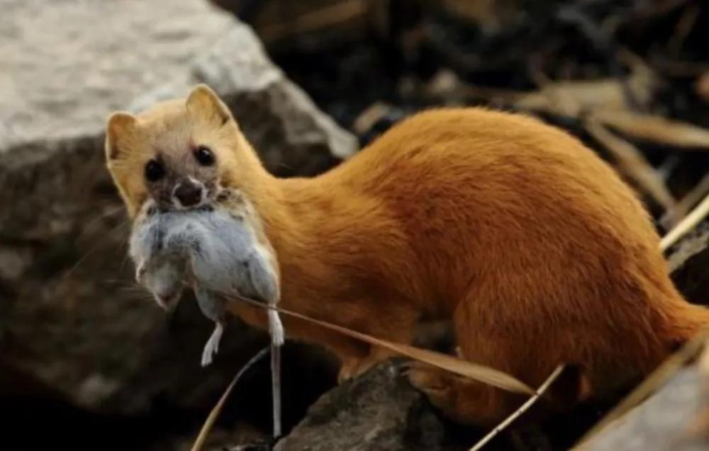 偷吃鸡的黄鼠狼也是保护动物吗,黄鼠狼是被保护的野生动物吗
