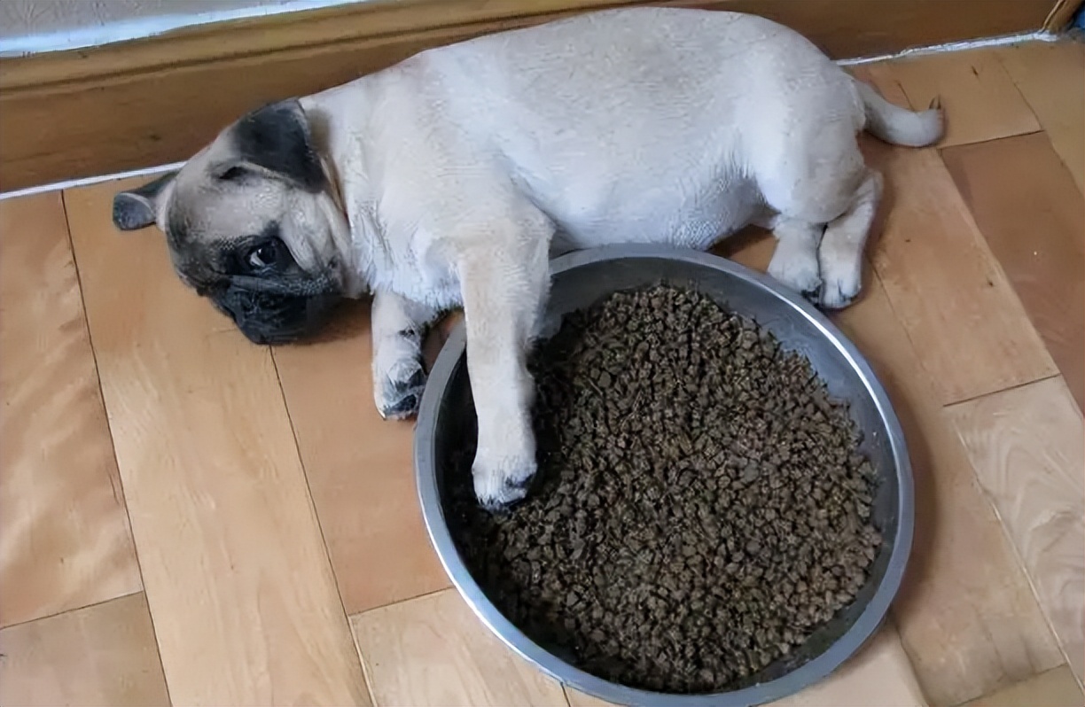 养巴哥犬应该注意什么,养巴哥犬必须知道的五大注意事项